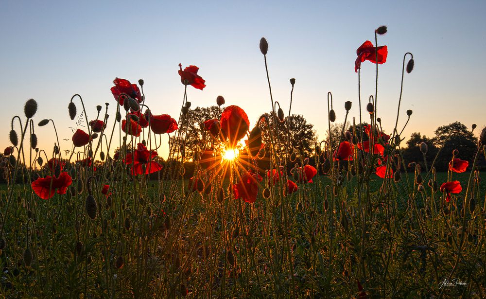 Am Montag ein Sonnenaufgang am Mohnfeld