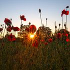 Am Montag ein Sonnenaufgang am Mohnfeld