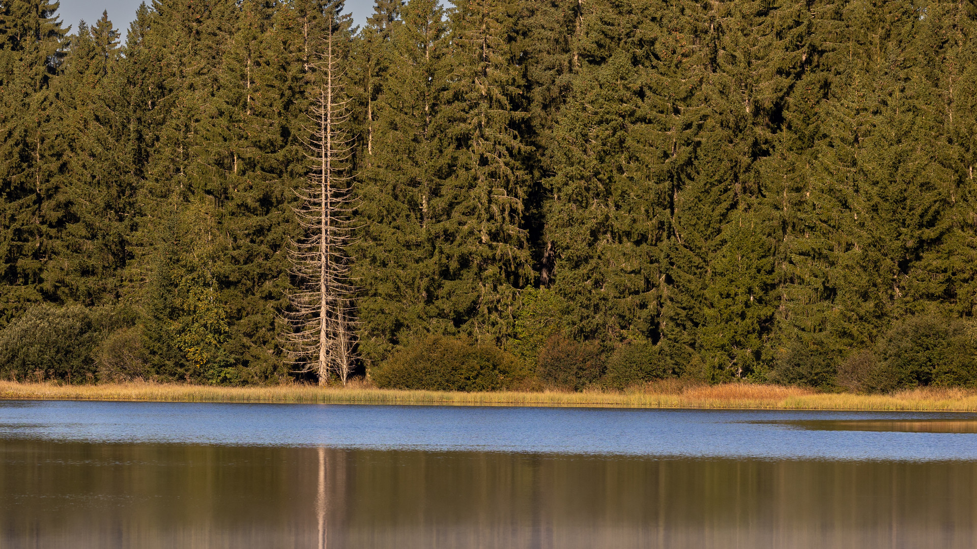 "Am Moorsee"-Bilderserie - Bild 11: Die gekräuselte Wasserobfläche hilft farblich mit seinem Blau