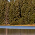 "Am Moorsee"-Bilderserie - Bild 11: Die gekräuselte Wasserobfläche hilft farblich mit seinem Blau