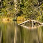 "Am Moorsee"-Bilderserie - Bild 12: Herbstliche Farbenpracht mit einer Spiegelung wie gemalt