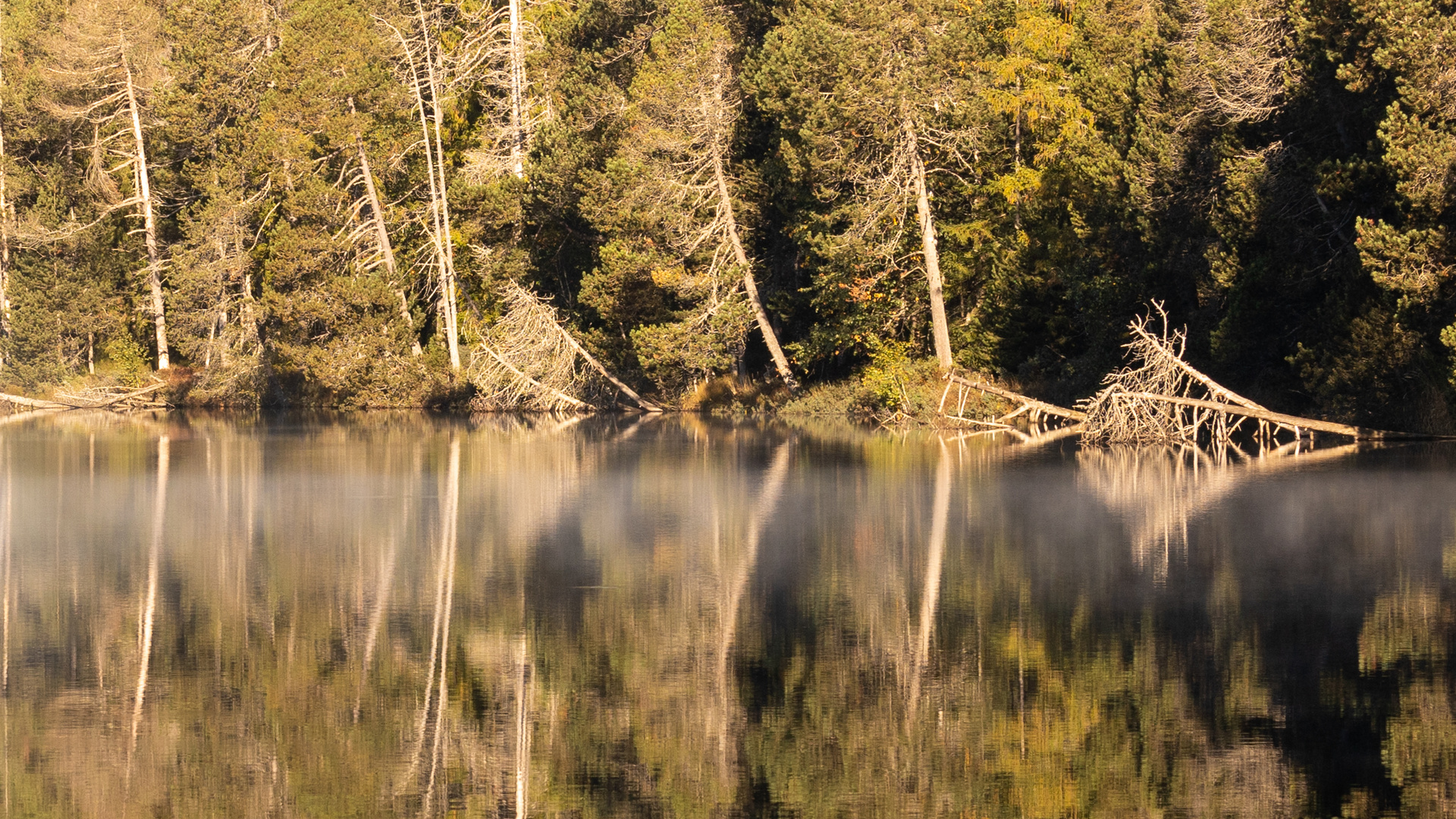 "Am Moorsee"-Bilderserie - Bild 9: Die Sonne scheint schon fast zu stark auf die knorrigen Bäume