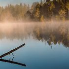 "Am Moorsee"-Bilderserie - Bild5: Einsamer Baumstamm