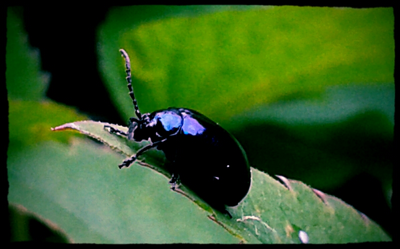 Am Morgen: Blue-black bug of happiness