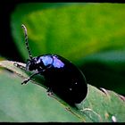 Am Morgen: Blue-black bug of happiness