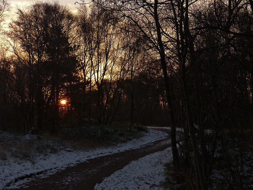 Am Morgen durchs Borkumer Wäldchen