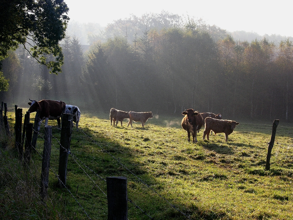 Am Morgen im Oktober