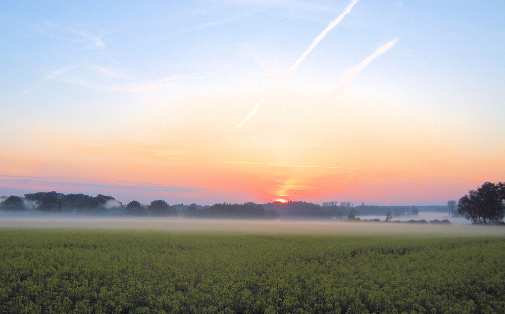 Am Morgen im Rapsfeld