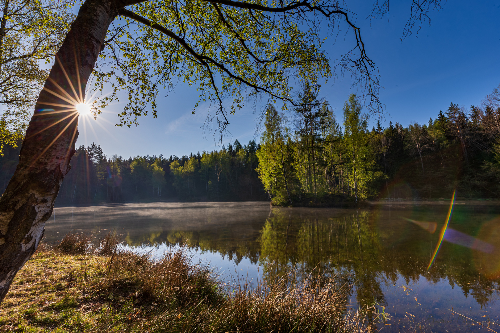 Am Morgen im Wald