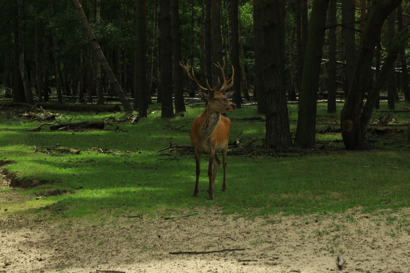 Am Morgen im Wald