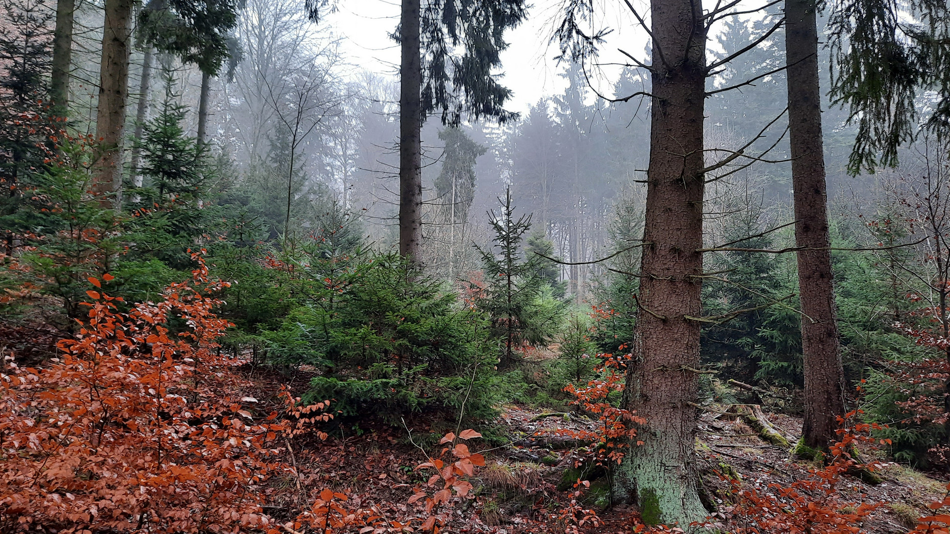 Am Morgen im Wald