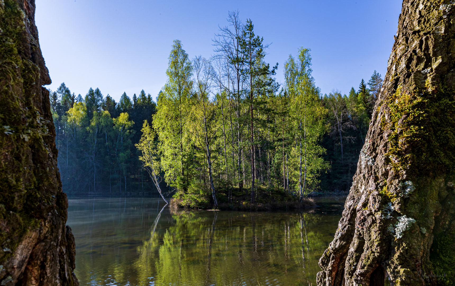 Am Morgen im Wald II