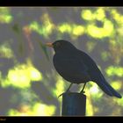 Am Morgen vor meinem Fenster