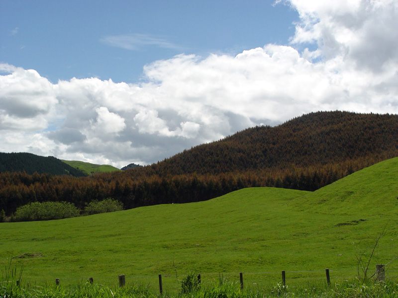 Am Mount/Lake Tarawera (Neuseeland/Okt 2003)