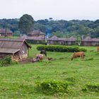 Am Mt. Kenya