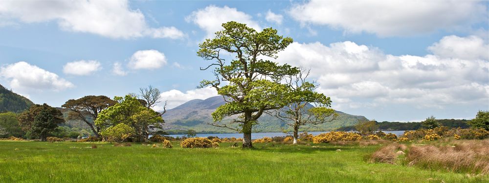 Am Muckross Lake / Killarney NP