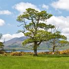 Am Muckross Lake / Killarney NP