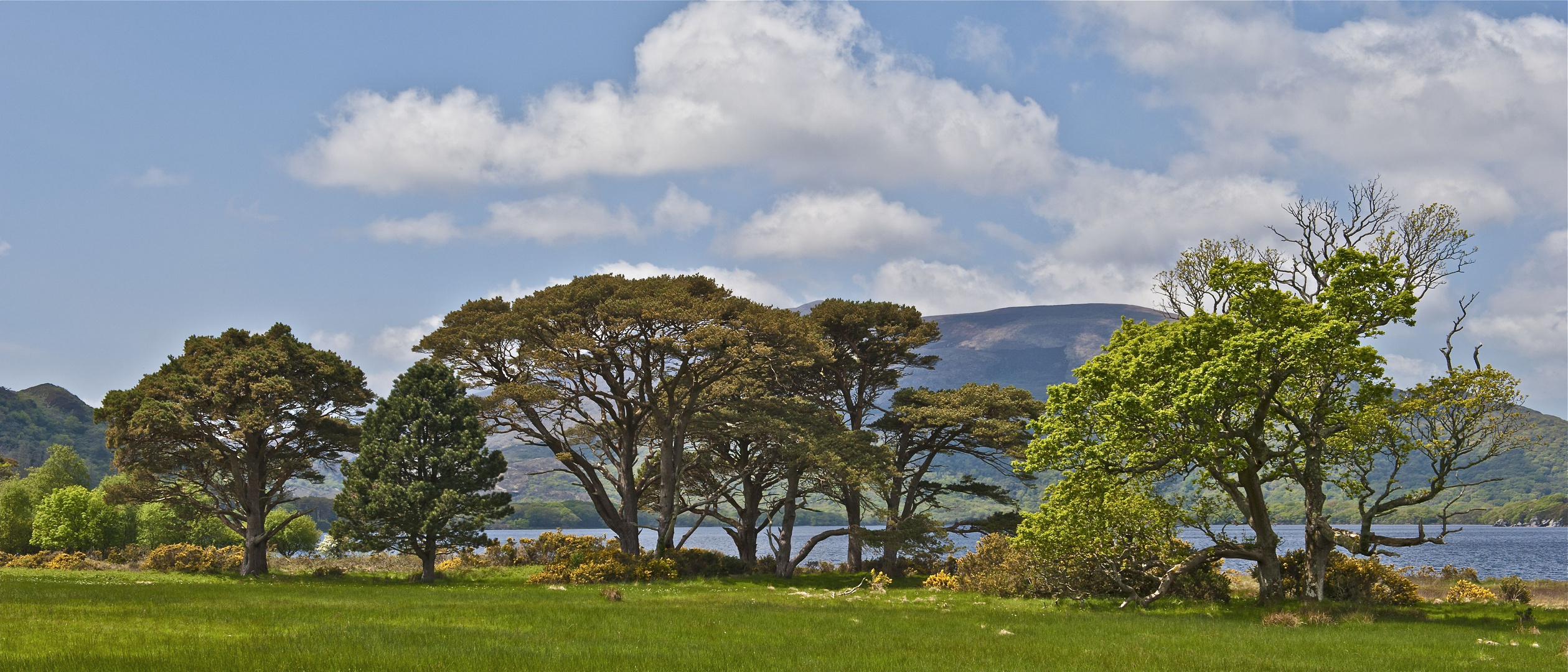 Am Muckross Lake / Killarney NP Foto & Bild europe, united kingdom