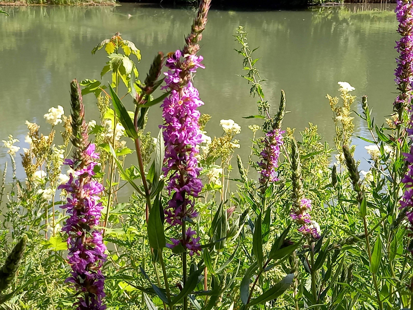 am Mühlenteich