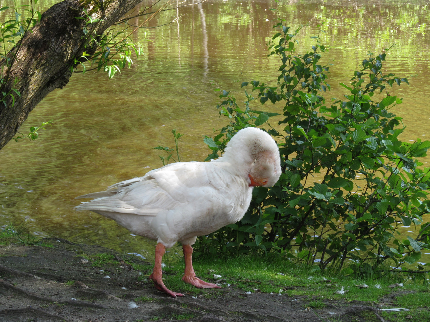 am Mühlenteich ....