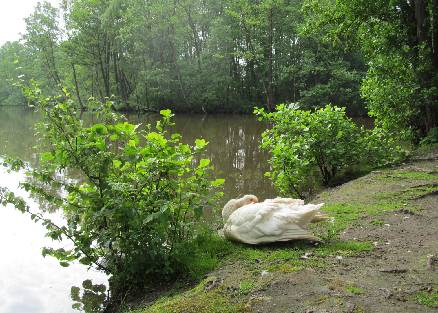 am Mühlenteich in Meyenburg 