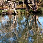 am Murrayriver