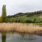 Am Murtensee