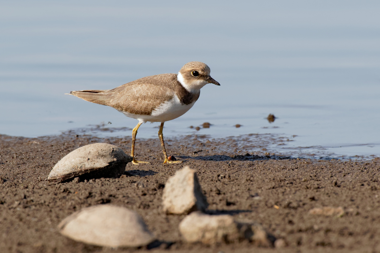  Am Muschelstrand... Junger Flussregenpfeifer (Charadrius dubius)