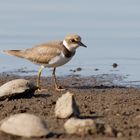  Am Muschelstrand... Junger Flussregenpfeifer (Charadrius dubius)