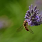 Am Nachmittag im Garten