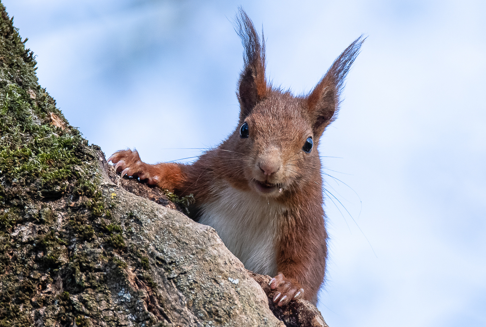 Am Nebeltag ein munteres Eichhörnchen ...