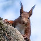 Am Nebeltag ein munteres Eichhörnchen ...