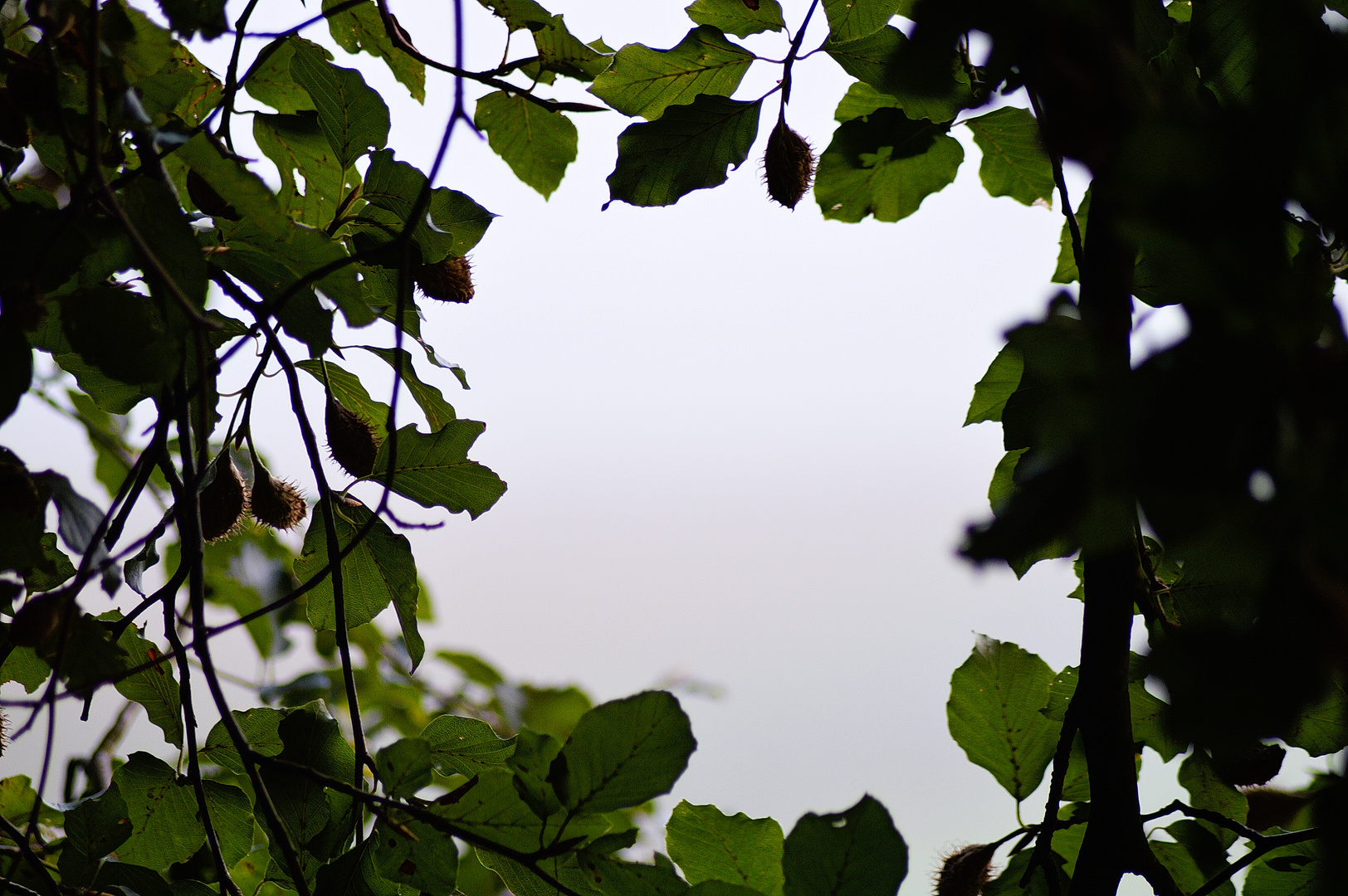 Am nebligen Herbstmorgen