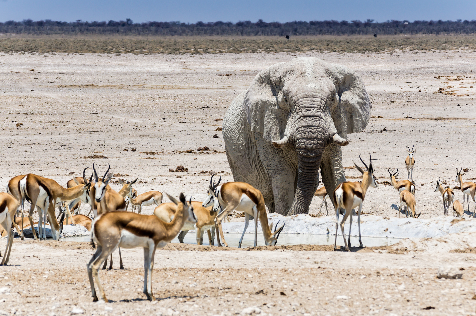 Am Nebrownii Wasserloch im Etosha NP