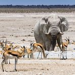 Am Nebrownii Wasserloch im Etosha NP