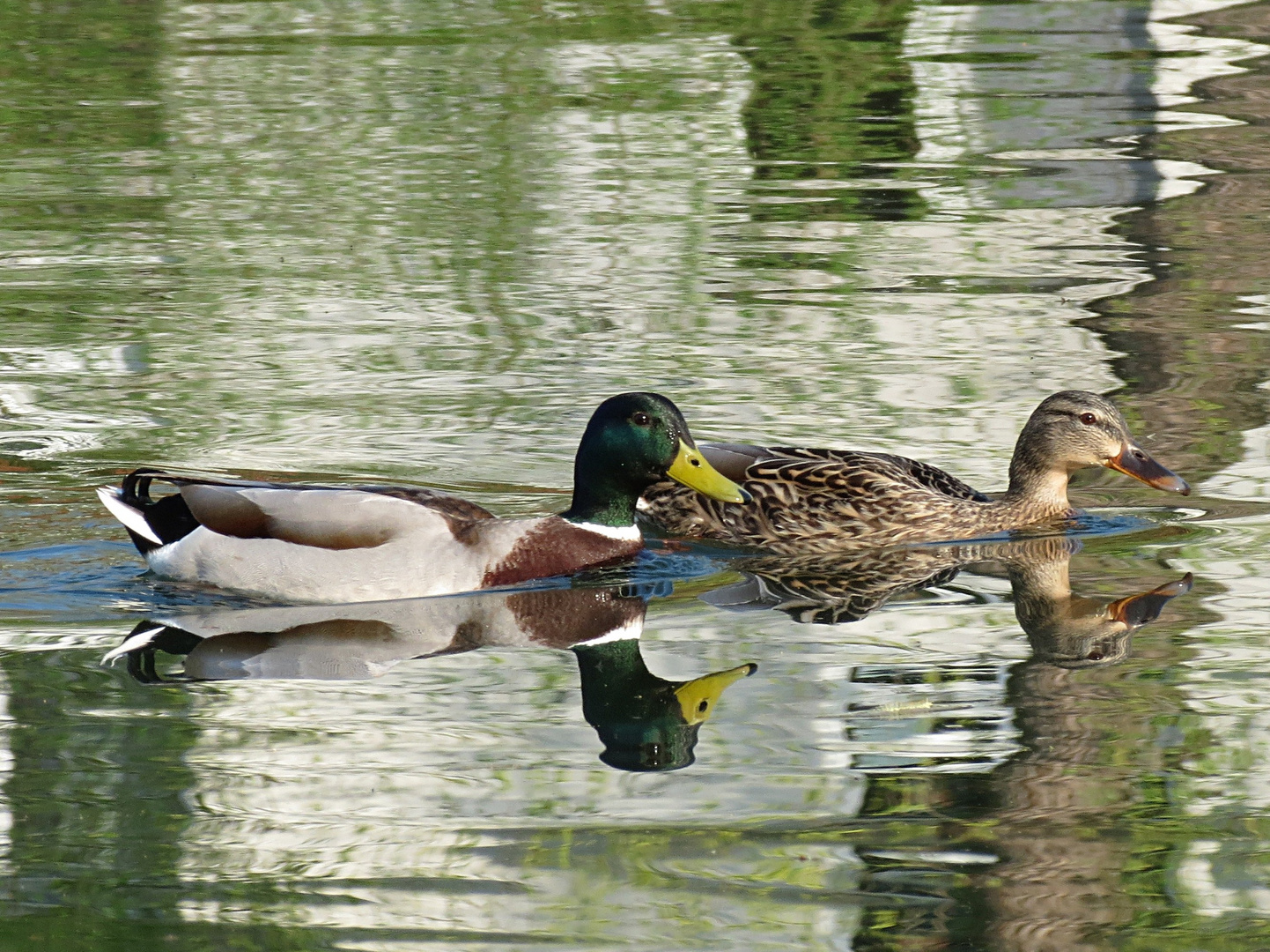 am Neckar