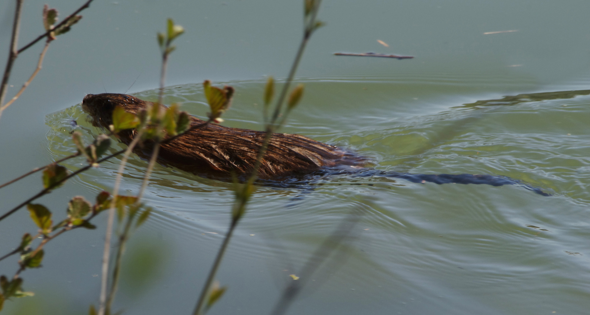 am Neckar