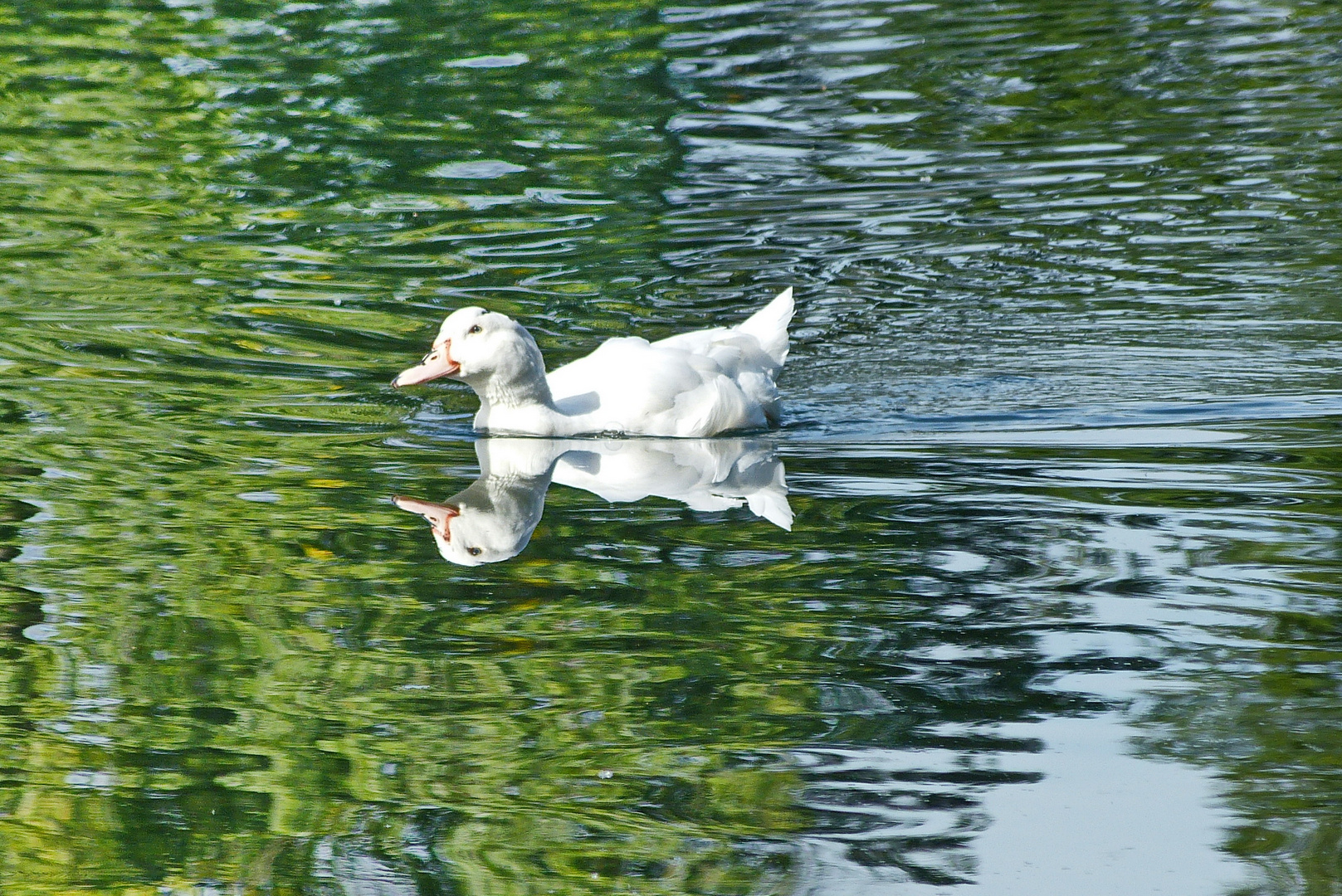 am Neffelsee