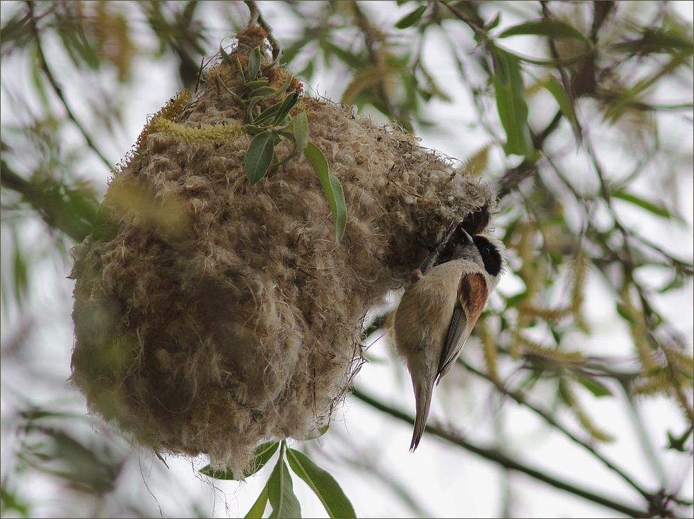 Am Nest