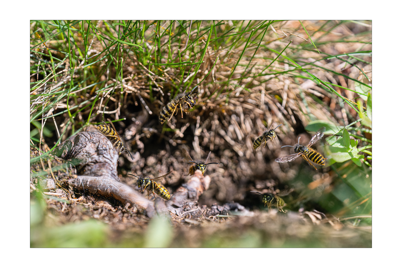 Am Nest der Sandbienen !