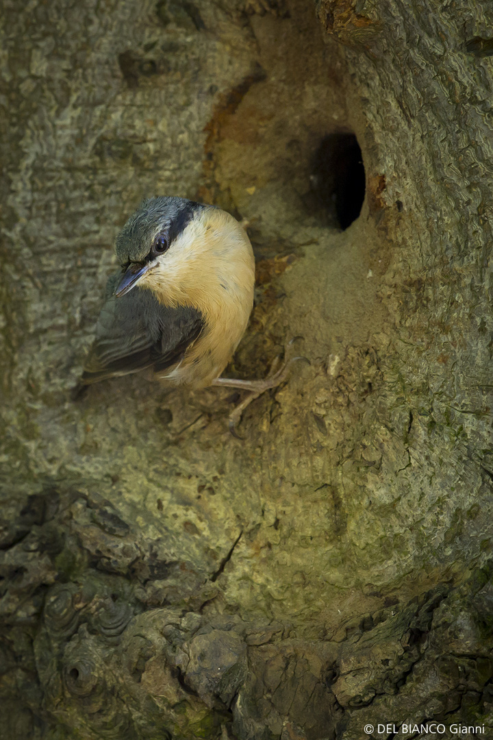 Am Nest des Kleiber's