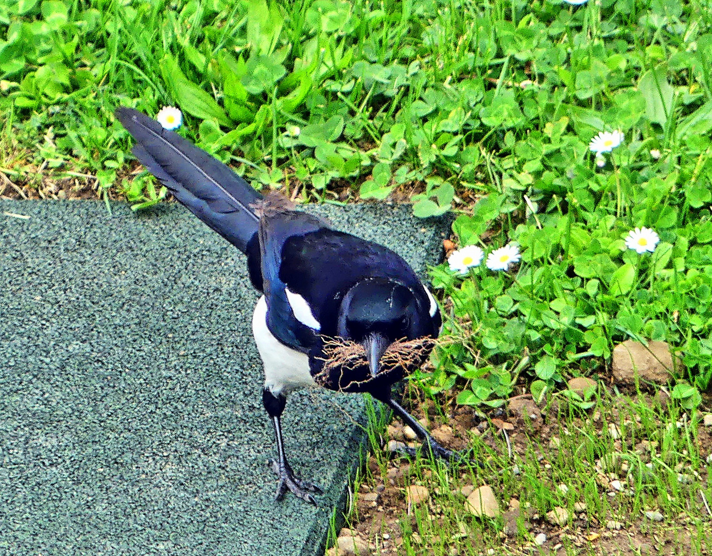 Am Nestbau