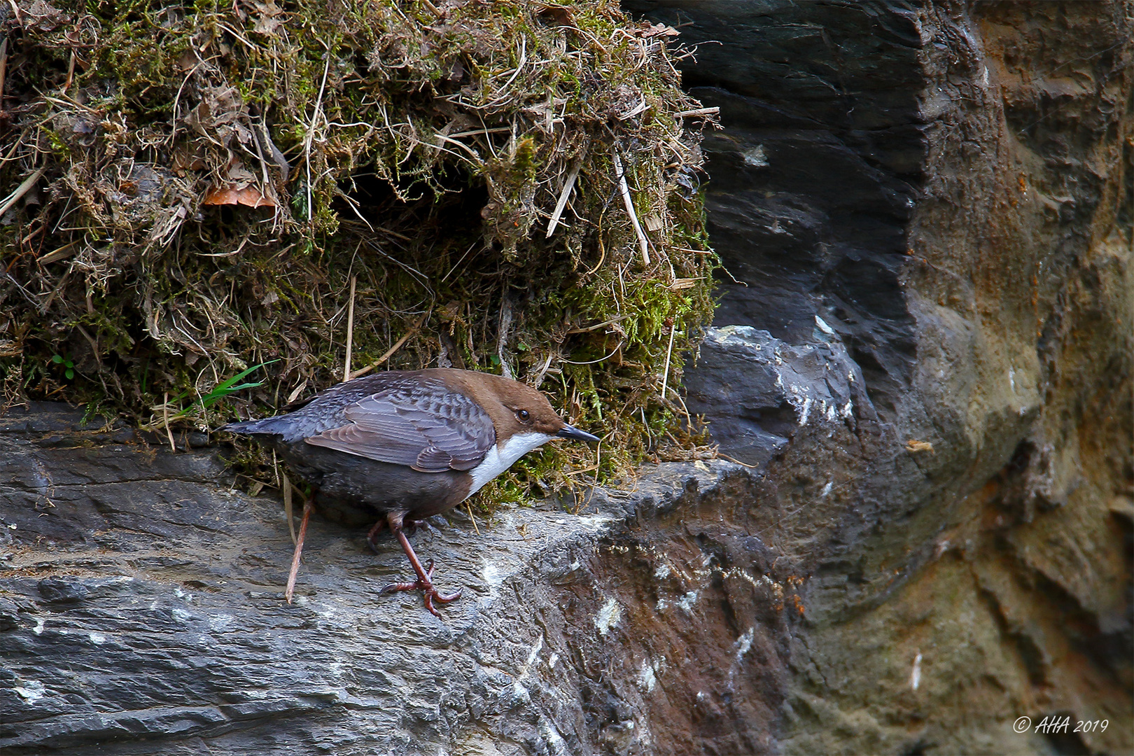 Am neuen Nest