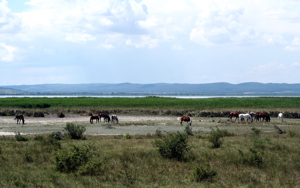 Am Neusiedler See