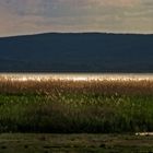 Am Neusiedler See in Österreich