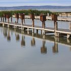 Am Neusiedlersee