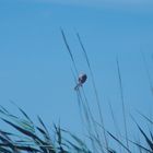 Am Neusiedlersee