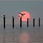 am Neusiedlersee