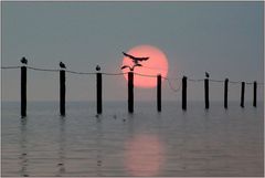 am Neusiedlersee