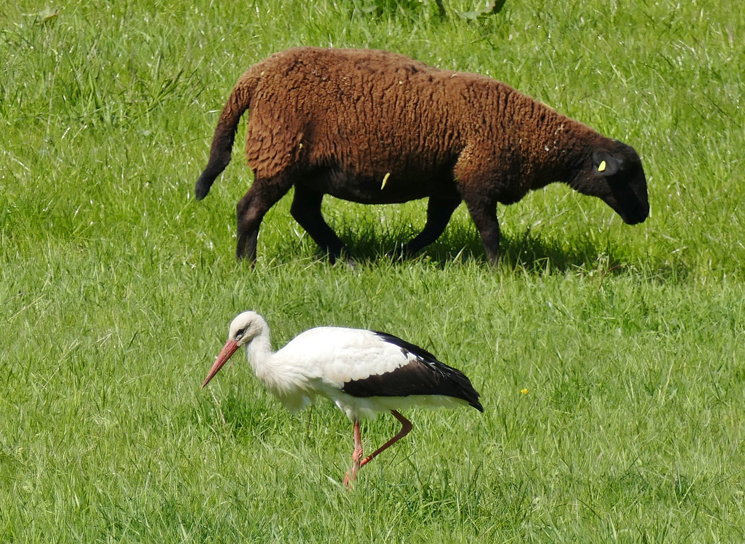 Am Niederrhein